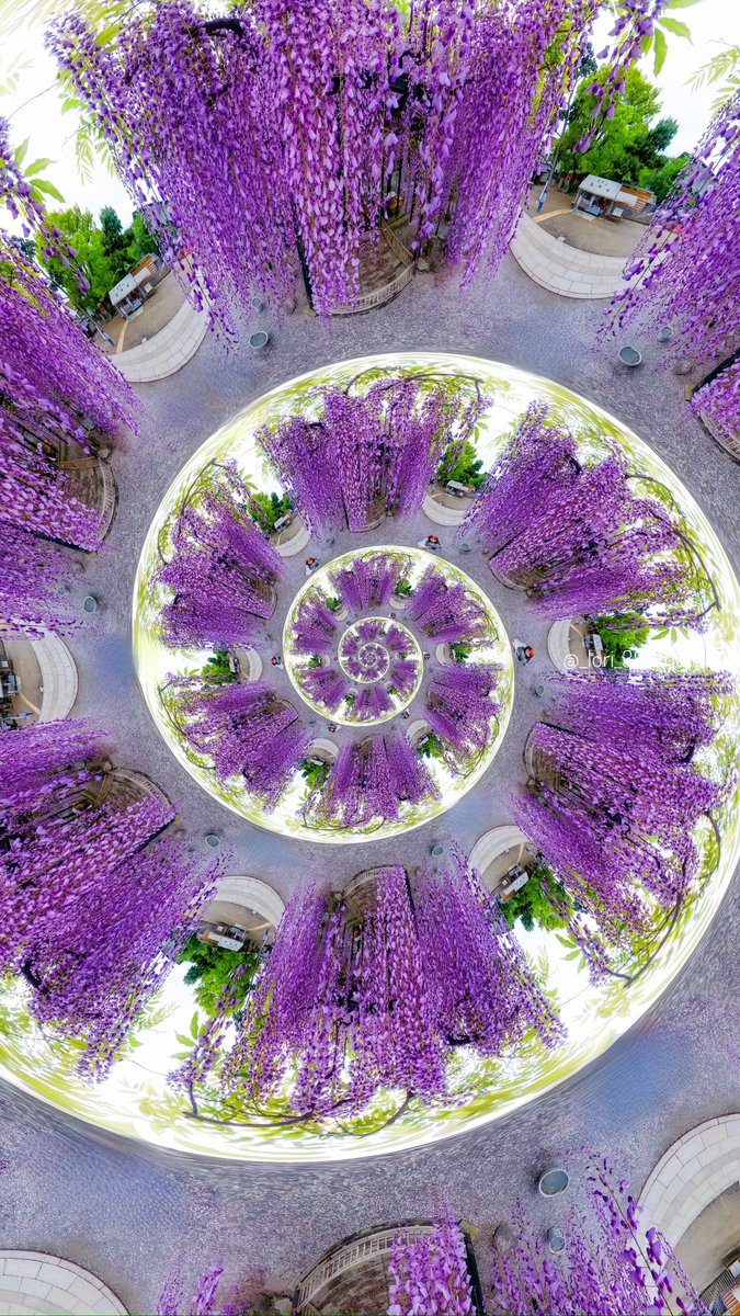 Spiral of wisteria.✨💠✨🌀✨💠✨

#insta360oneRS    #tinyplanet   #360photo #insta360 #Leica  #wisteria #wisteriaflowers #藤
#藤の花
@panophotos @insta360 @insta360_Jp