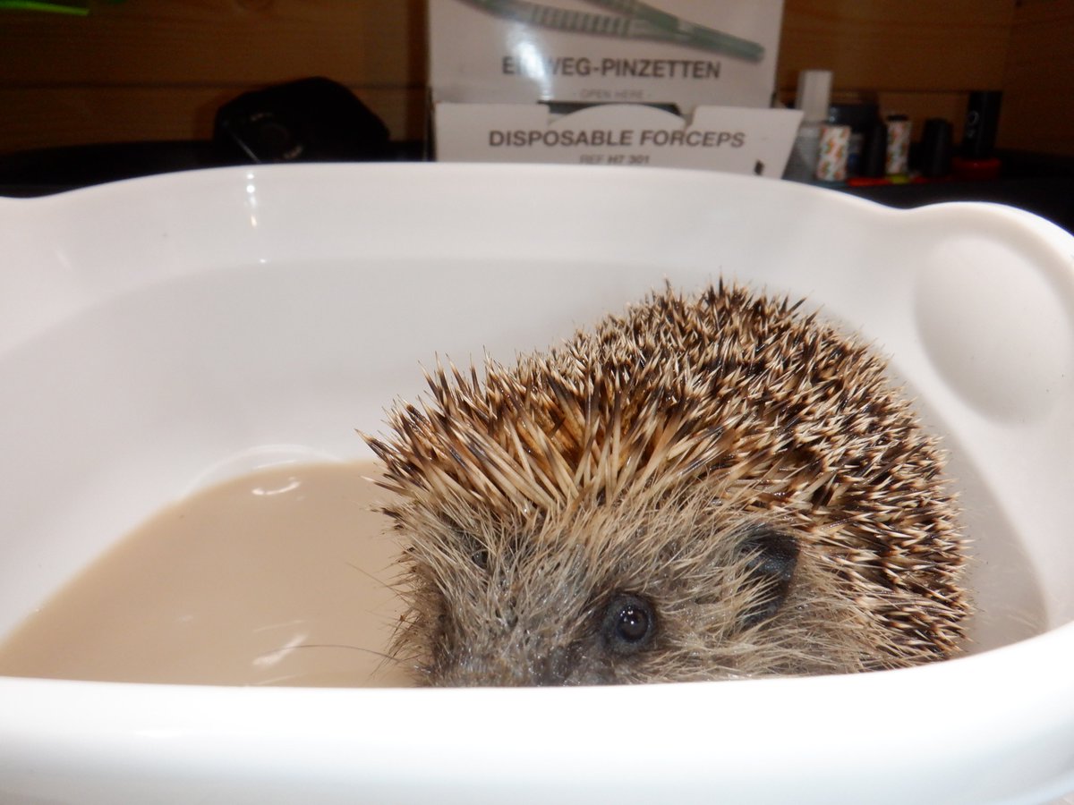 This sweet boy turning his bath water into tea is Ambrose. Suffering from starvation and teeming with roundworm and deadly lungworm, he collapsed by a front doorstep, desperate for the residue heat from the house to keep his dying body warm. The house owner saw him there in the