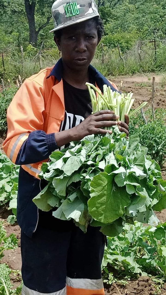 The 49-year-old Zimdancehall singer, Jah Bless, known for his hit song 'Ndouya Ikoko,” retired from music and is now into full-time farming on his farm.