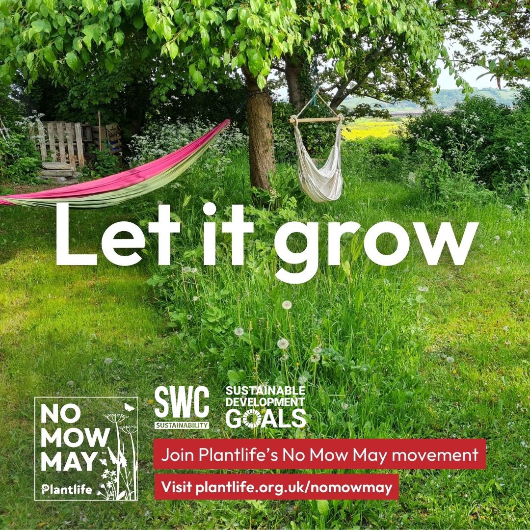 We ask you keep your lawnmower in the shed a little bit longer this year as we look to ensure a feast for pollinators, tackle pollution, reduce urban heat extremes, and lock away atmospheric carbon below ground. #nomowmay pulse.ly/6whfeovrpk
