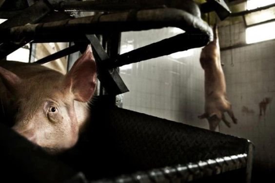 Vegans aren’t forcing anything upon you. We’re inviting you to reflect upon the incalculable suffering you cause to countless nonhuman animals. Claims that we’re “forcing” are just attempts to shift the focus away from your actions &amp; to shame us for speaking out against injustice