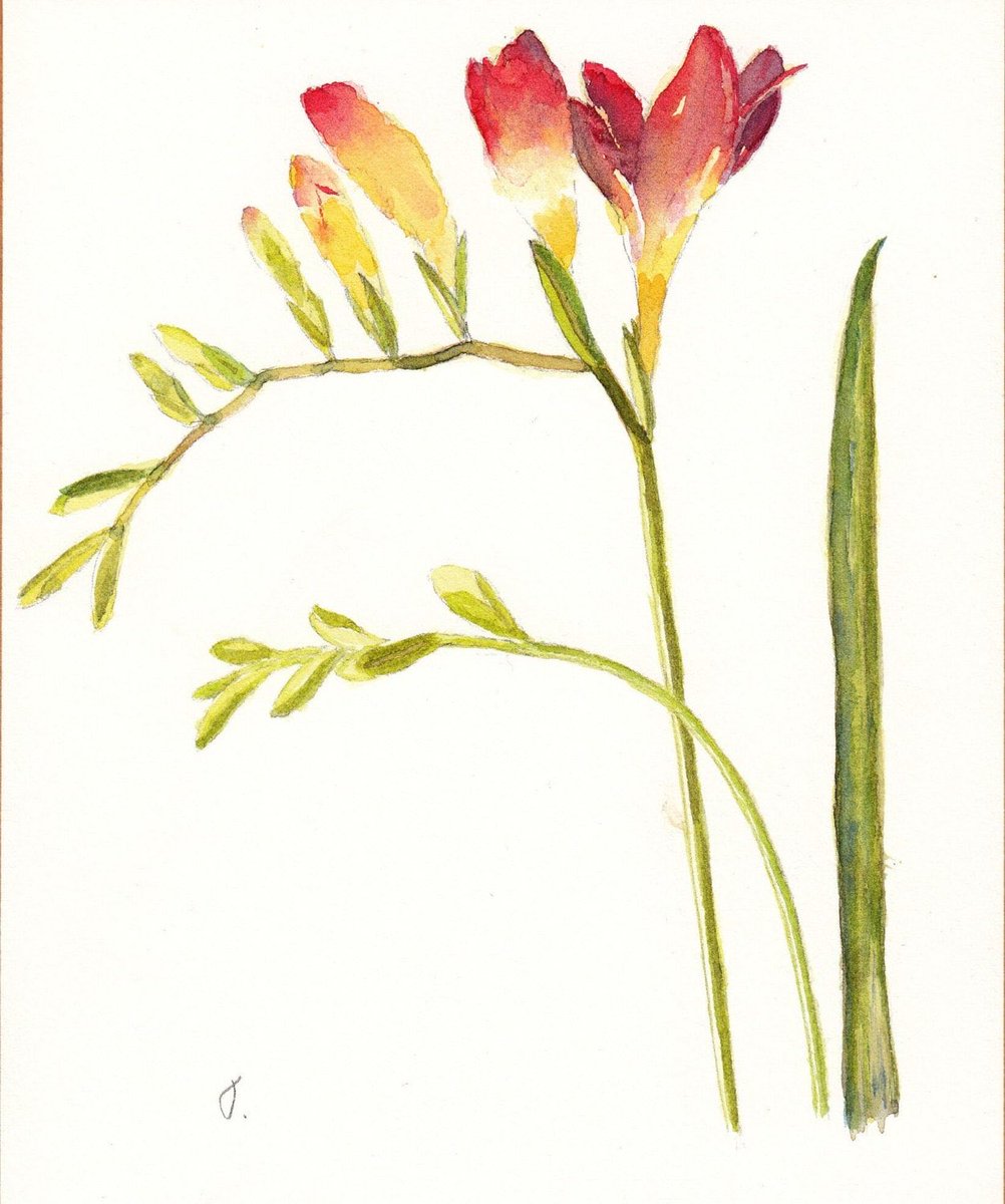 One of my favourite flower paintings #earlybiz a lovely greeting card or set of notecards for a freesia lover cardsbymormorjan.etsy.com/listing/270782… #MHHSBD #SBS #SMILEtt23 ⁦@CraftBizParty⁩ ⁦@TheCraftersUK⁩