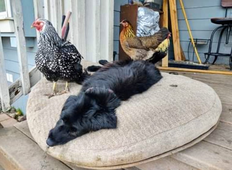 If it's a 'werking' dog, or pet.. train it.. we've trained 3 rescues that originally wanted to go after our chickens. Lay them down, and put baby chicks on them. Take them into the coop with you when you feed or collect eggs. A 14 month old dog is very trainable. c):~)