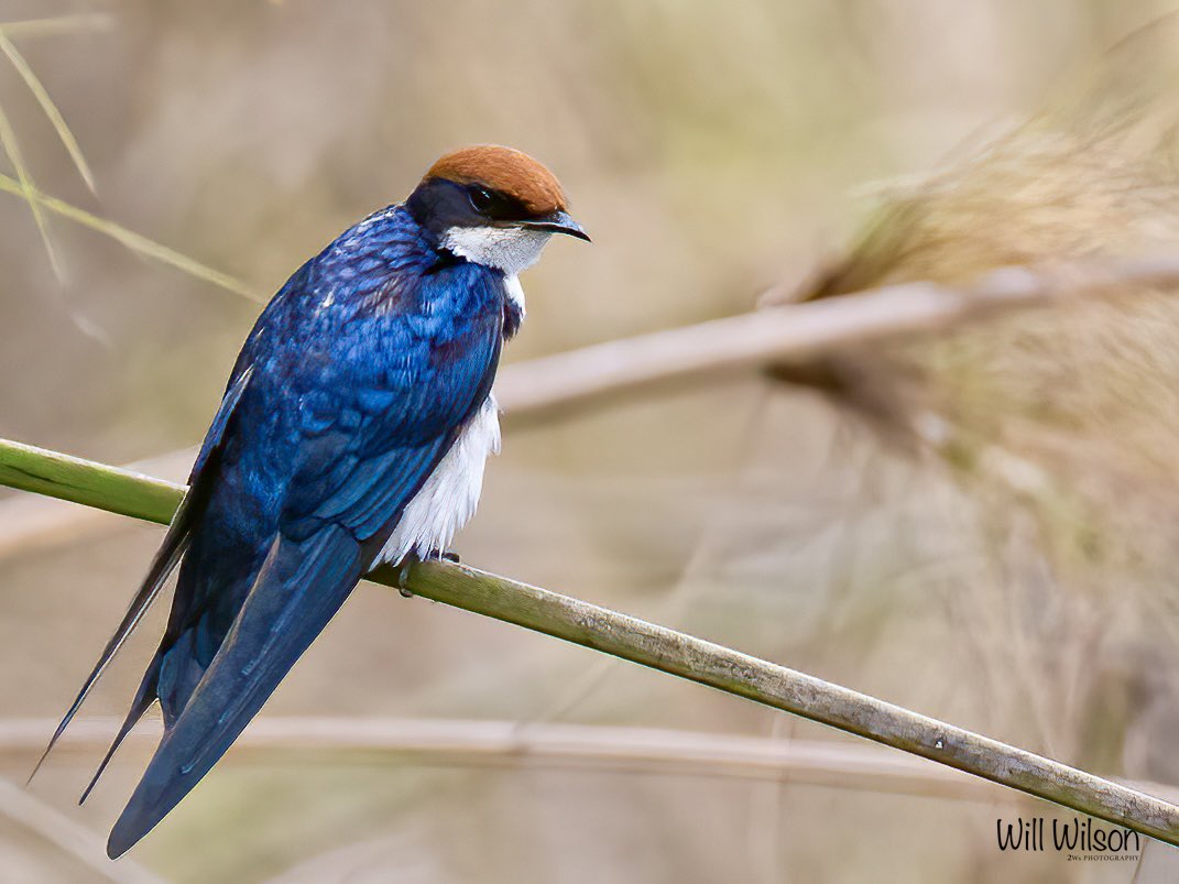 The blues of a Wire-tailed Swallow! 📍@nyandungupark in #Kigali #Rwanda #RwOX #BirdsOfX