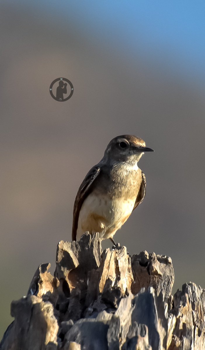 Pied Wheatear - Oenanthe pleschanka Samburu National Reserve,Kenya.(march 2024) #martowanjohiphotography #birdwatchingwithmartowanjohi #BirdsSeenIn2024 #birdsphotography #twitternaturecommunity #wheatear #samburu #nikon #tamronlens #birdsplanet #bdasafaris