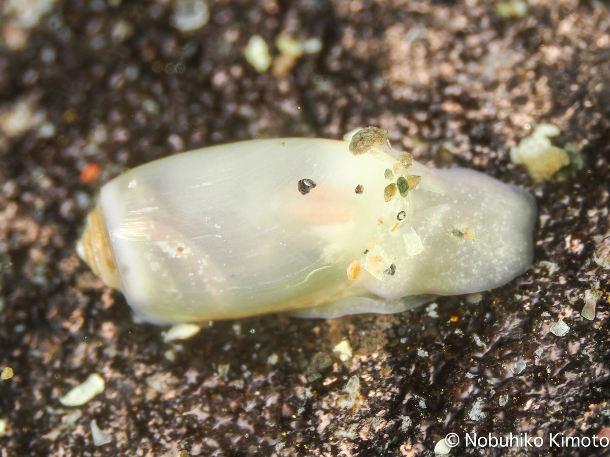 微小貝 コメツブガイ? Decorifer insignis (Pilsbry, 1904) ? #ダイビング #ウミウシ #nudibranch