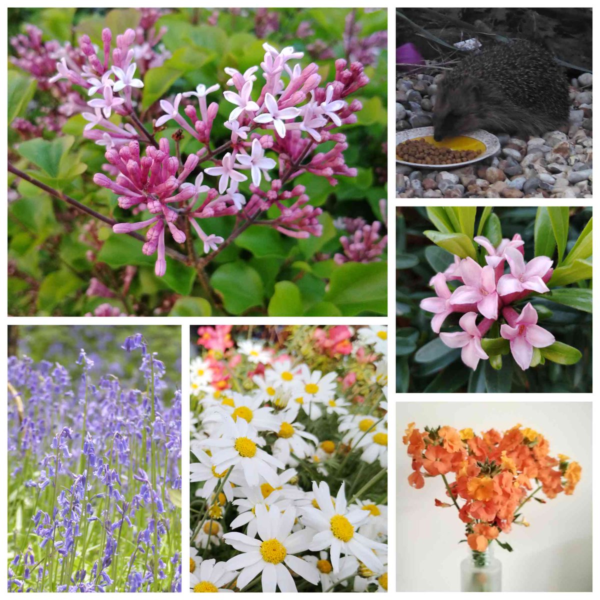 In today's #SixonSaturday... a highly scented Korean Lilac, a spiny visitor, the fragrant pink and orange flowers of a Daphne and perennial Wallflower, Daisies, and a carpet of Bluebells at @HestercombeGdns onemanandhisgardentrowel.wordpress.com/2024/04/27/six…