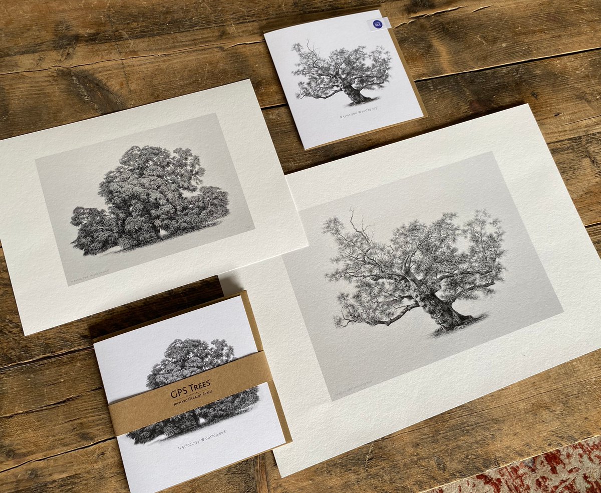 Two of my latest drawings. Now available from @nationaltrust Hinton Ampner shop (including Ltd edition. signed prints). Hinton Ampner NT is home to these and many other fine trees. 🖊️🌳 gpstrees.com