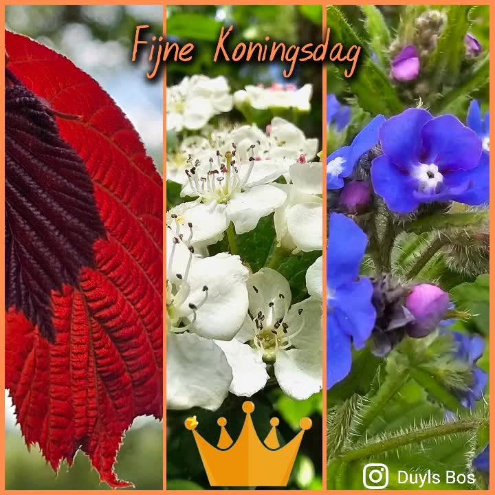 Het rood-wit-blauw is ook in het Bos te vinden, we wensen je een fijne Koningsdag 🇳🇱🌤
#koningsdag #roodwitblauw #april #feestdagen #indetuin #biesboschlinie #Altena #natuurinaltena