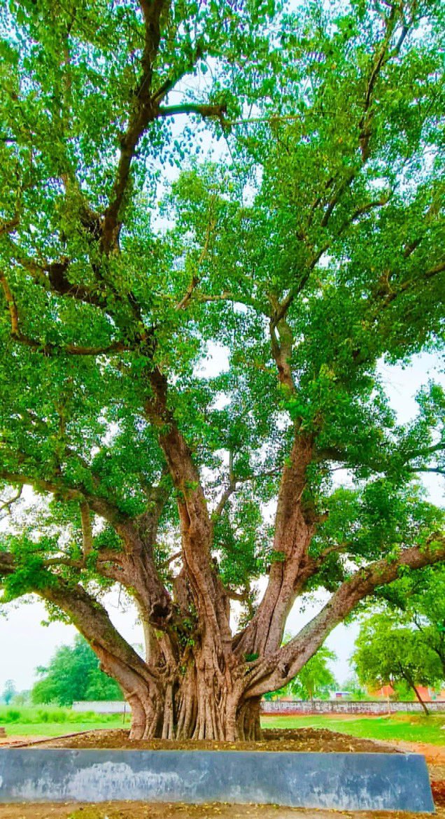 यह वृक्ष भी बहुत पुराना है।इस वृक्ष ने कई पीढ़ी को देखा है।ऐसा वृक्ष को बचाने की ज़रूरत है क्या आपके गाँव में ऐसा वृक्ष है।
#savetree #trees