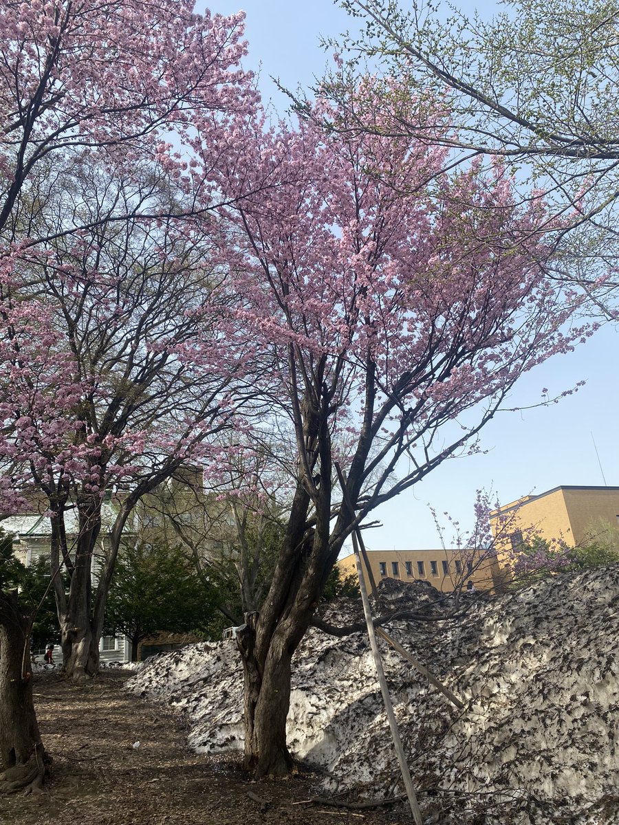 北海道大学

#雪と桜