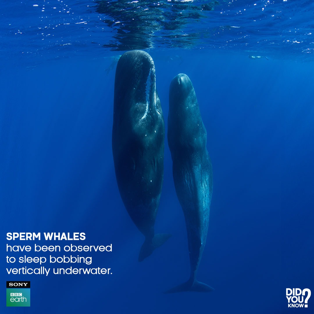 Researchers came across a group of sperm whales completely asleep and bobbing vertically underwater, almost looking like underwater totems!​

#SonyBBCEarth #FeelAlive #Nature #Wildlife #DidYouKnow #Whales #SpermWhales #Sleep