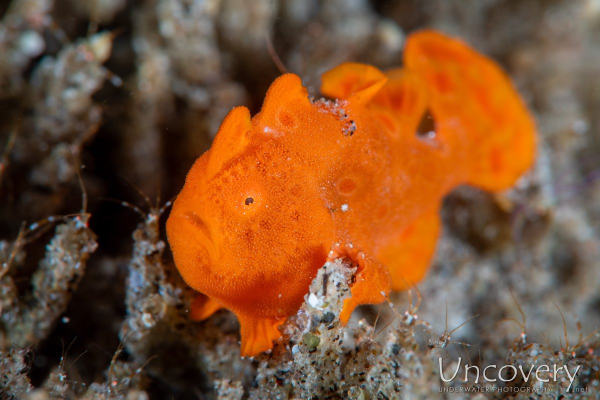 Painted Frogfish (Antennarius pictus) taken by Oliver @ Airlac's (Dauin) on 2024-04-04. dlvr.it/T64kkc #dive #scuba #marine