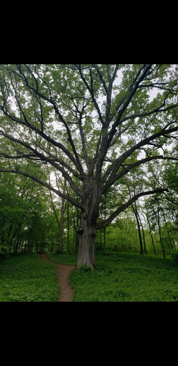 The Big Sister - Bellbrook, Ohio, United States A White Oak (Quercus Alba). The last of the ‘3 Sisters’ that once stood here It is estimated that the tree germinated in about 1440, so older than the whole history of European North America