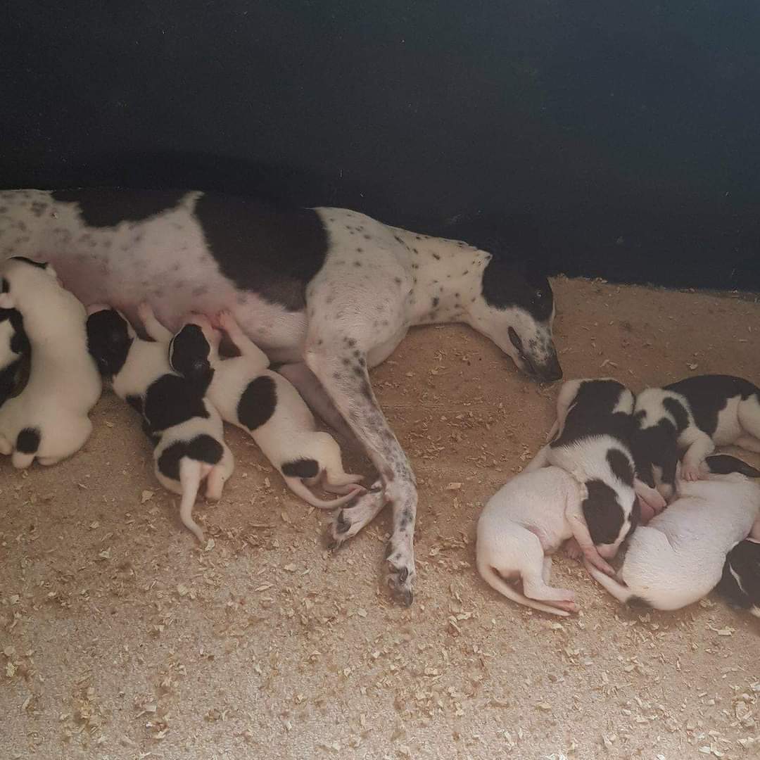 🌟BIRTHDAY CELEBRATIONS🌟 Today, 27th April, we celebrate the 6th birthday of the 'Makants 9' pups who arrived into our care in June 2018. Sadly Makants 9 pup BOB sadly passed away due to Lymphoma in March this year, and we send our love to his family. @makants