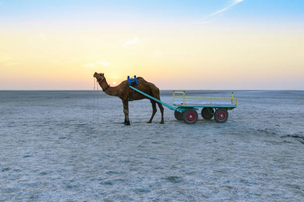 The serene Rann of Kutch entices with its surreal salt desert landscape, hosting the #RannUtsav, a cultural extravaganza. Additionally, Gir #NationalPark stands as a haven for #wildlife enthusiasts, housing the Asiatic lions, while the sun-kissed beaches of #Dwarka and Somnath