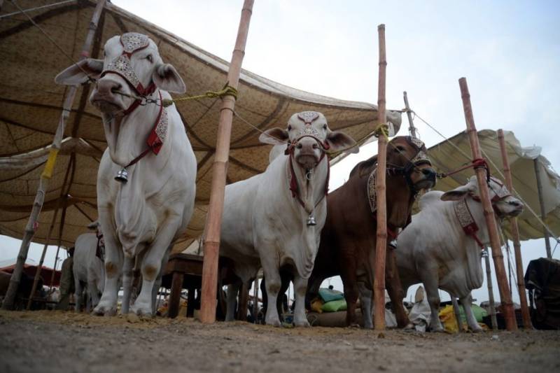 Asia's largest cattle mandi 2024 set to elevate experience of Eid-ul-Adha for Karachiites -  islamabad-insider.com/asias-largest-…