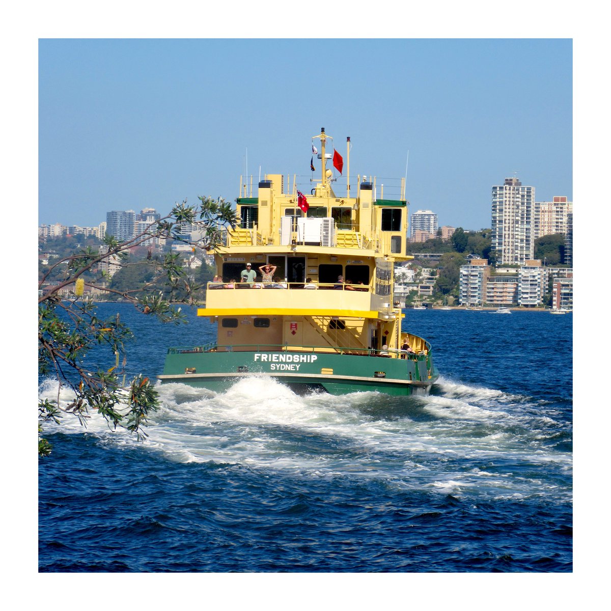 #Sydney sends it's regards.. out walking around Cremorne point on Sydney harbour around the corner from home, and I timed it so I could enjoy seeing my deeply loved 'Good Ship Friendship', one of my favourite of the classic green & gold Sydney ferry's..