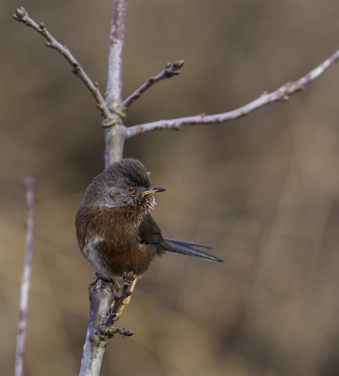 Our guests enjoyed a wonderful wander on the Suffolk Coast yesterday with Dave Fairhurst, enjoying Woodlarks, Nightingale, Dartford Warbler, breeding Lapwings and Stonechats, and some great flowers as well.