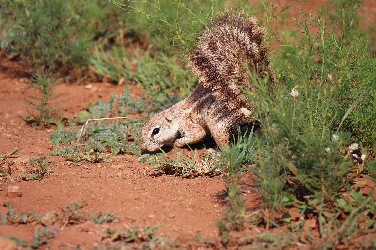 ..
🐿️☀️☂️
A Ground Squirrel foraging in the sun, using its tail as a sunshade.

📸 My own.
🇿🇦 #MadikweGameReserve