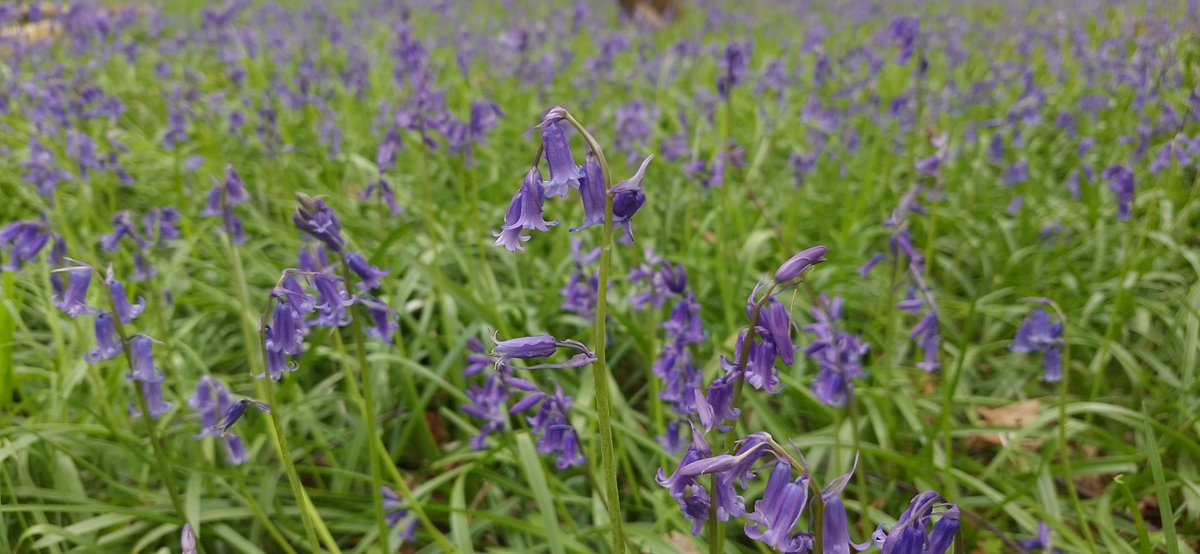 SWT Reydon wood Bluebells putting on a great show currently with Early purple orchids and Water violet among the supporting cast along with many others. @suffolkwildlife