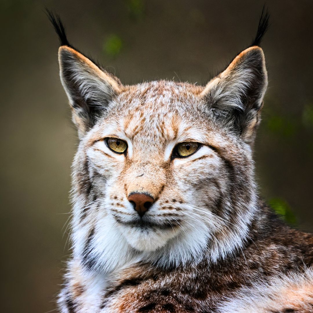 By joining forces & prioritizing #conservation, we are building a world where #lynx & other #wildlife thrive, enriching ecosystems. To protect this species in 🇧🇦 lynx monitoring & management plans are being developed under the SPA project🤝 @theGEF. bit.ly/3SHPjUg