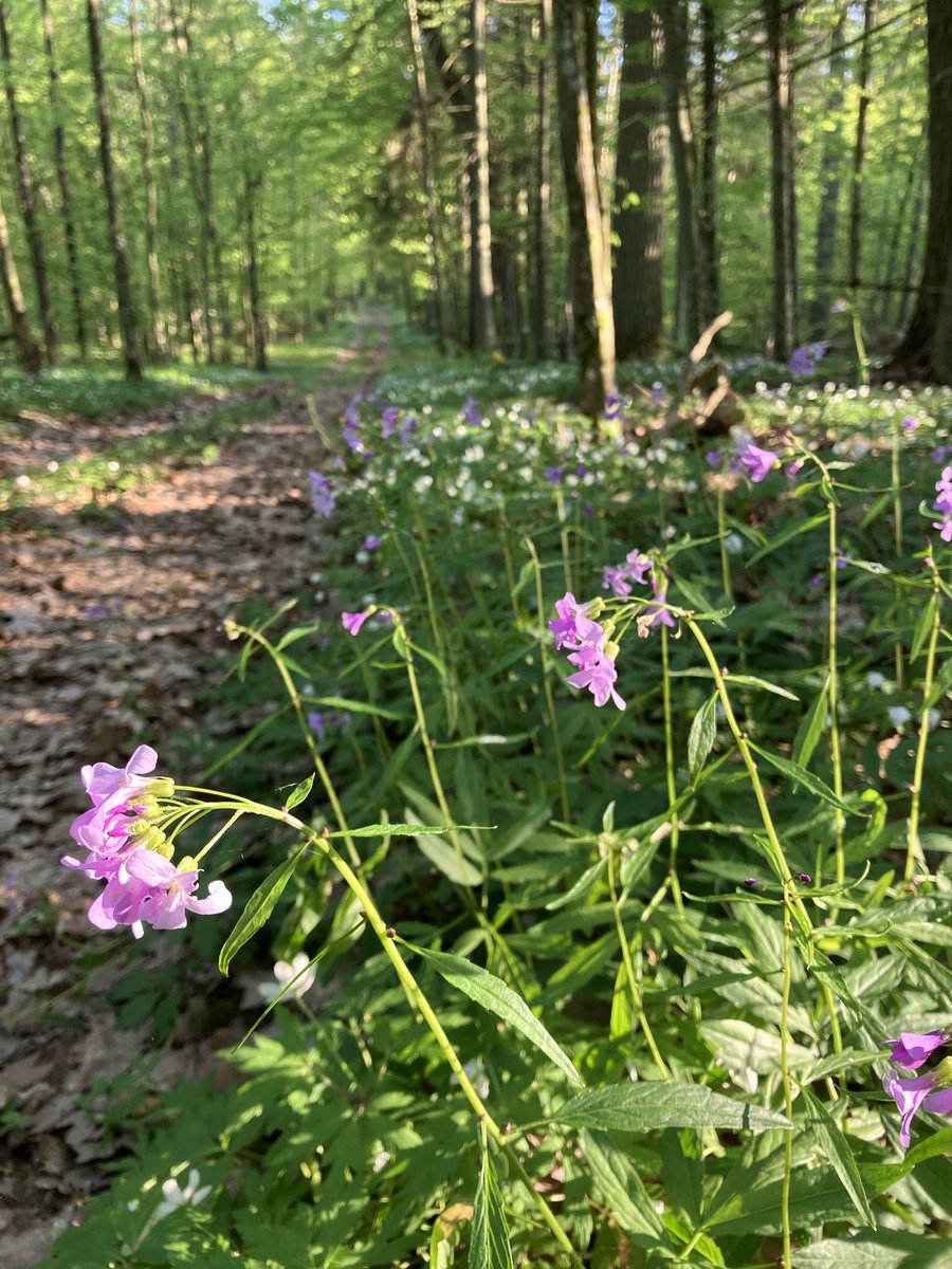 I knew Białowieża was extraordinarily rich in nature but wasn’t prepared for how achingly beautiful it is. On a perfect spring morning coffee amid carpet of coralroot, stitchwort, wood anemone, yellow archangel, violet & spring pea. A pair of collared flycatchers flit about.