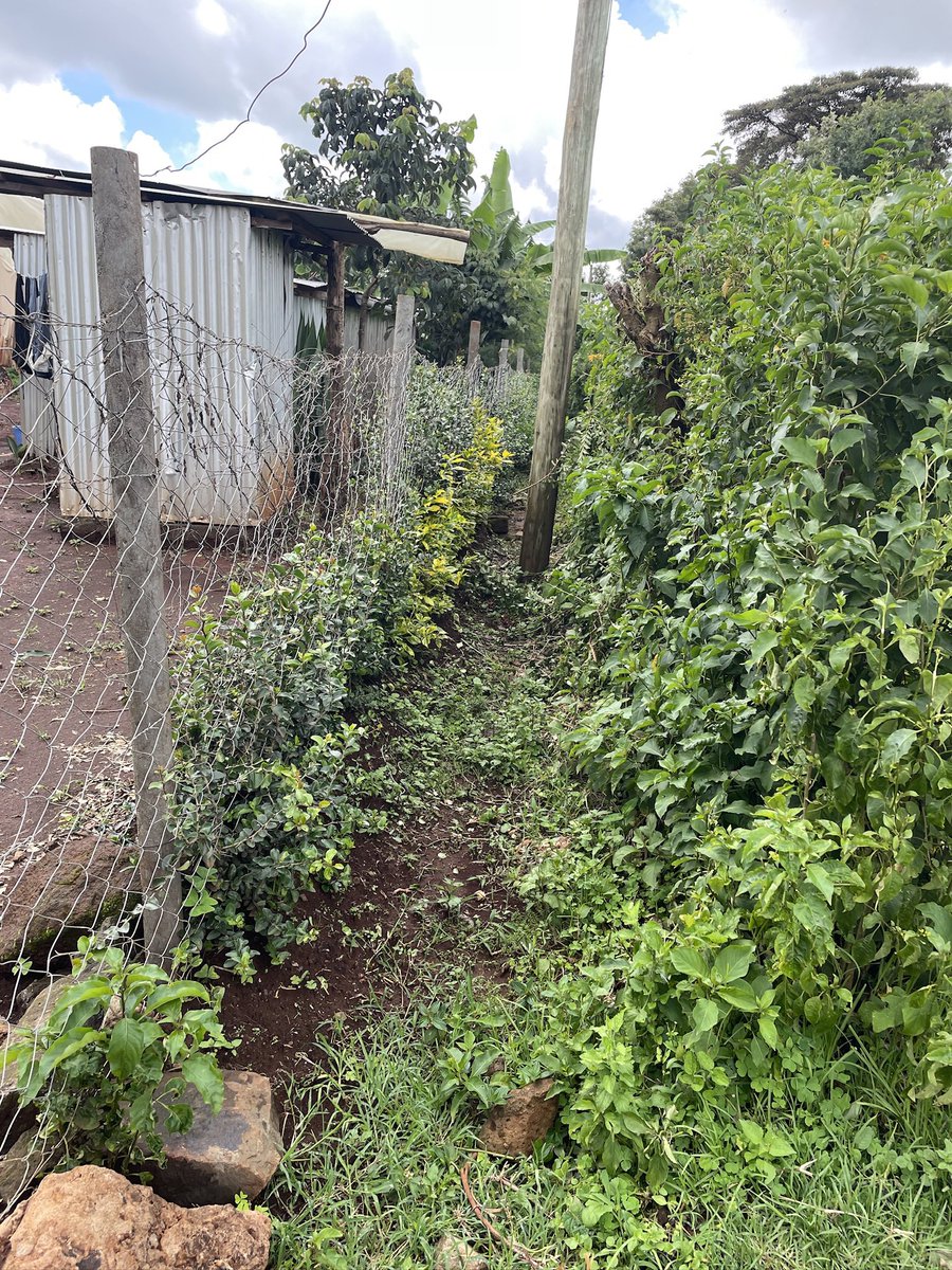 Torooti's tweet photo. Sasa, if you are:
💈Fencing land
🚜 farming passion fruits or dragon fruits
🪧putting up Sign posts
🪑in need of outdoor Benches
Then, #Tikiposts eco ♻️friendly #plastic #posts are what you need
Get in touch
📍Eastern bypass-Ruai exchange.
☎️ 0700 939 645
#mjengodoc https://t.co/4NNCrBLpZl