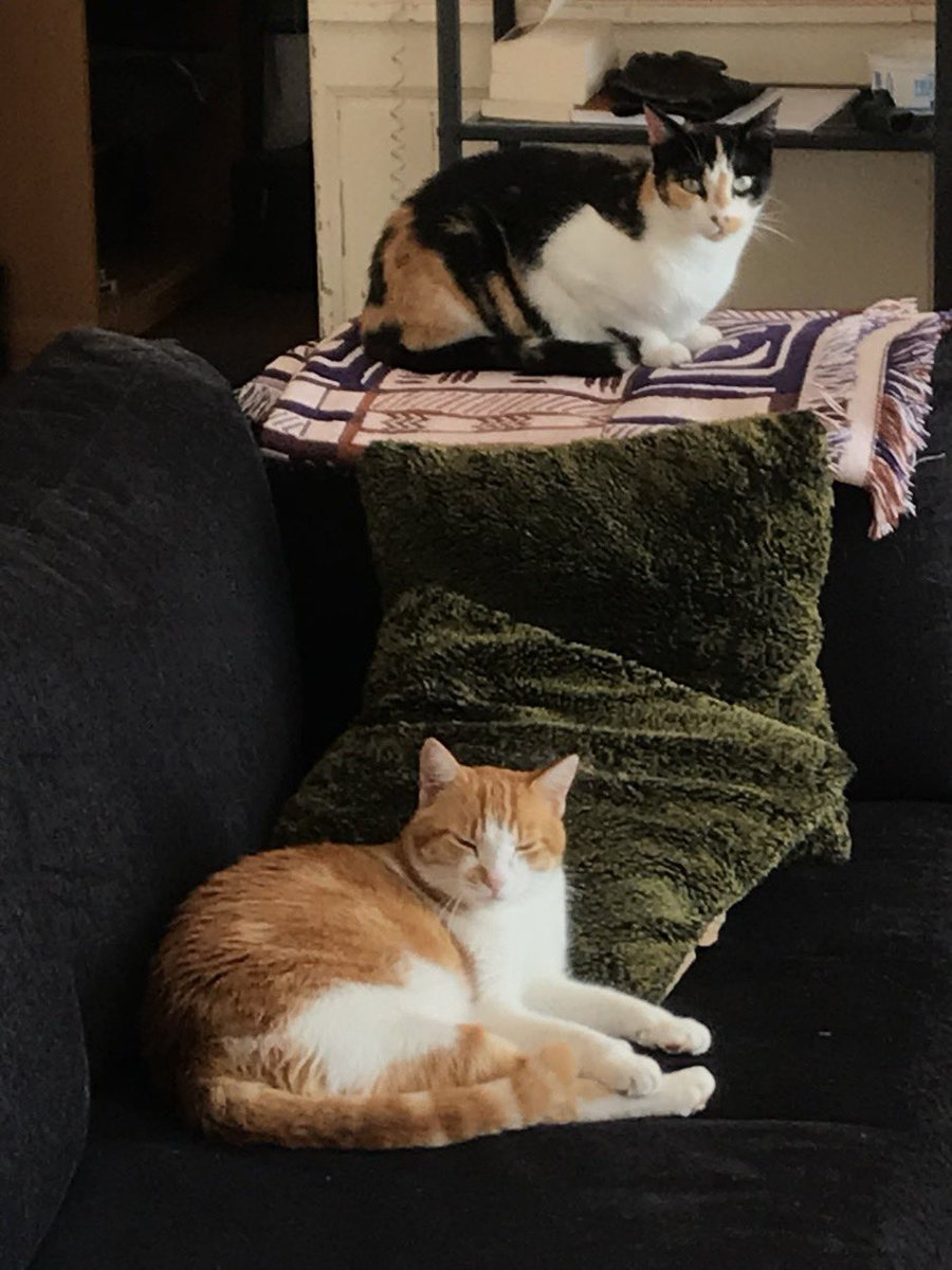 To clear the palate after learning Kristi Noem kills dogs, I'm posting a picture of Mitzi and Rufus who vomit in the house, bring birds and lizards inside, and are equal parts good and naughty (I mean just look in her eyes…). But they’re safe with me.