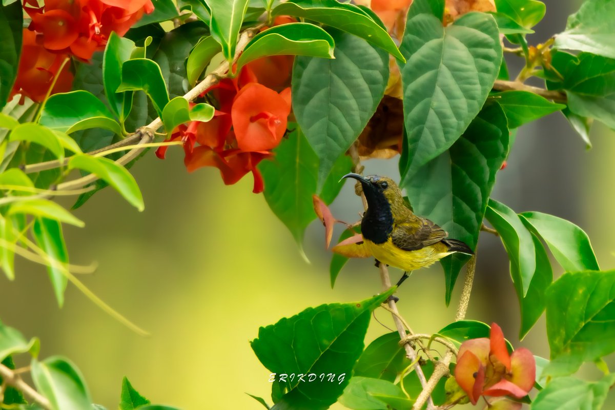 #olivebackedsunbird 

#birds #birdwatching #bird #nature #birdphotography #birdsofinstagram #wildlife #naturephotography #birding #wildlifephotography #birdlovers #photography #naturelovers #birdstagram #birdlife #canon #animals #BBCWildlifePOTD #野鳥写真 #とり #野鸟