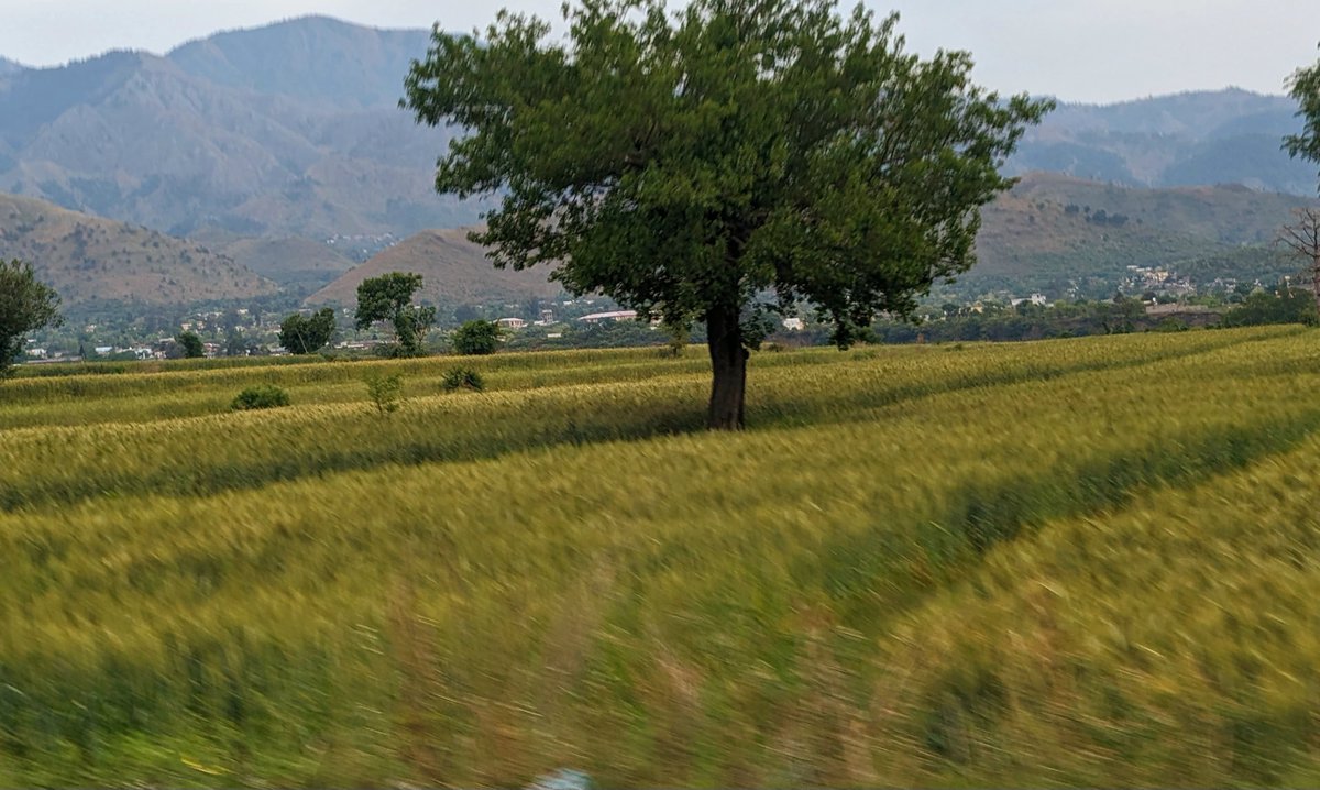 went for a drive around the greatest highland district east of the indus to clear the backlog in the organization's brain dept.. and saw him just standing there alone in the middle of our bread stock.. what an absolute unit