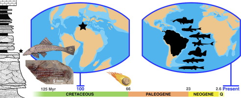 🐟NEW FISH! Very proud to have been a co-author on an article on Gondwanan Research with Paulo M. Brito as lead author showing the first Loricaridae from Africa #catfish #Siluriformes  @LE_CR2P @MNHN_recherche @UERJ @UFRJ @synchrotronSOLEIL sciencedirect.com/science/articl…