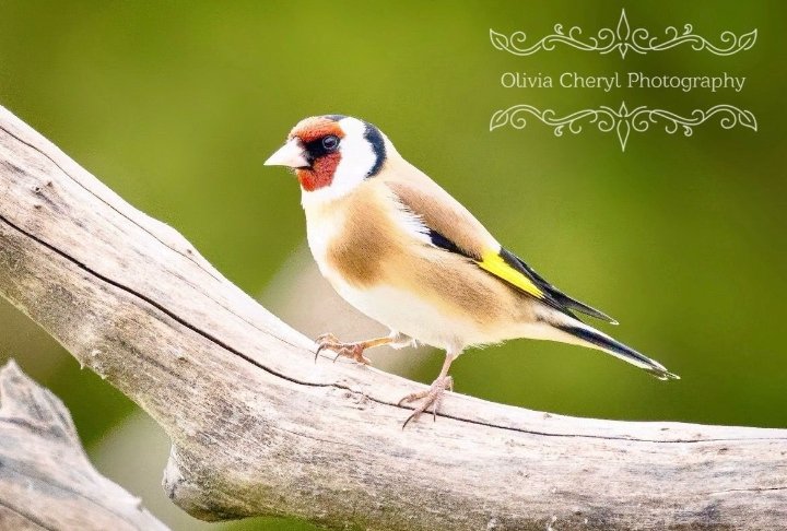 Good morning, wishing you a relaxing weekend. One of my favourite garden birds, the lovely goldfinch! ❤️💛🤍🖤#daughterpic #SaturdayVibes