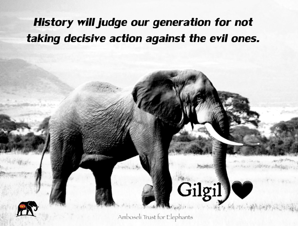 CitysFElephants's tweet photo. The last SUPER Tuskers on earth are being killed by trophy hunters in #Tanzania !

✍🏼
https://t.co/4efmqUI6Y5

#BanTrophyHunting
#Kilimanjaro 
#AmboseliTusker
#NotYourTrophy 🦣🦣🦣🦣🦣 https://t.co/IL0SgCFLty