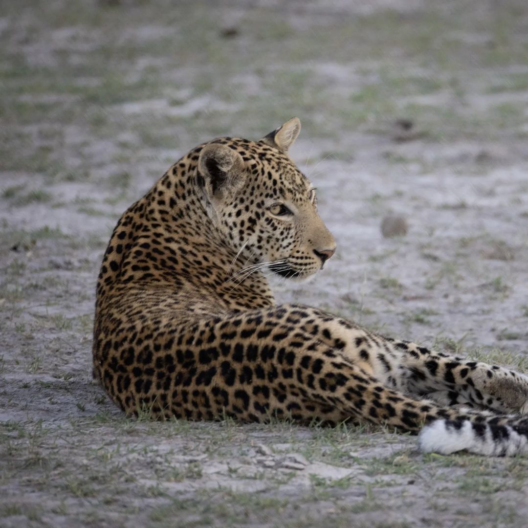 If you've ever wondered what a leopard vs a porcupine looks like this is it 😂 📷: Karl Westvig & andBeyond Sandibe