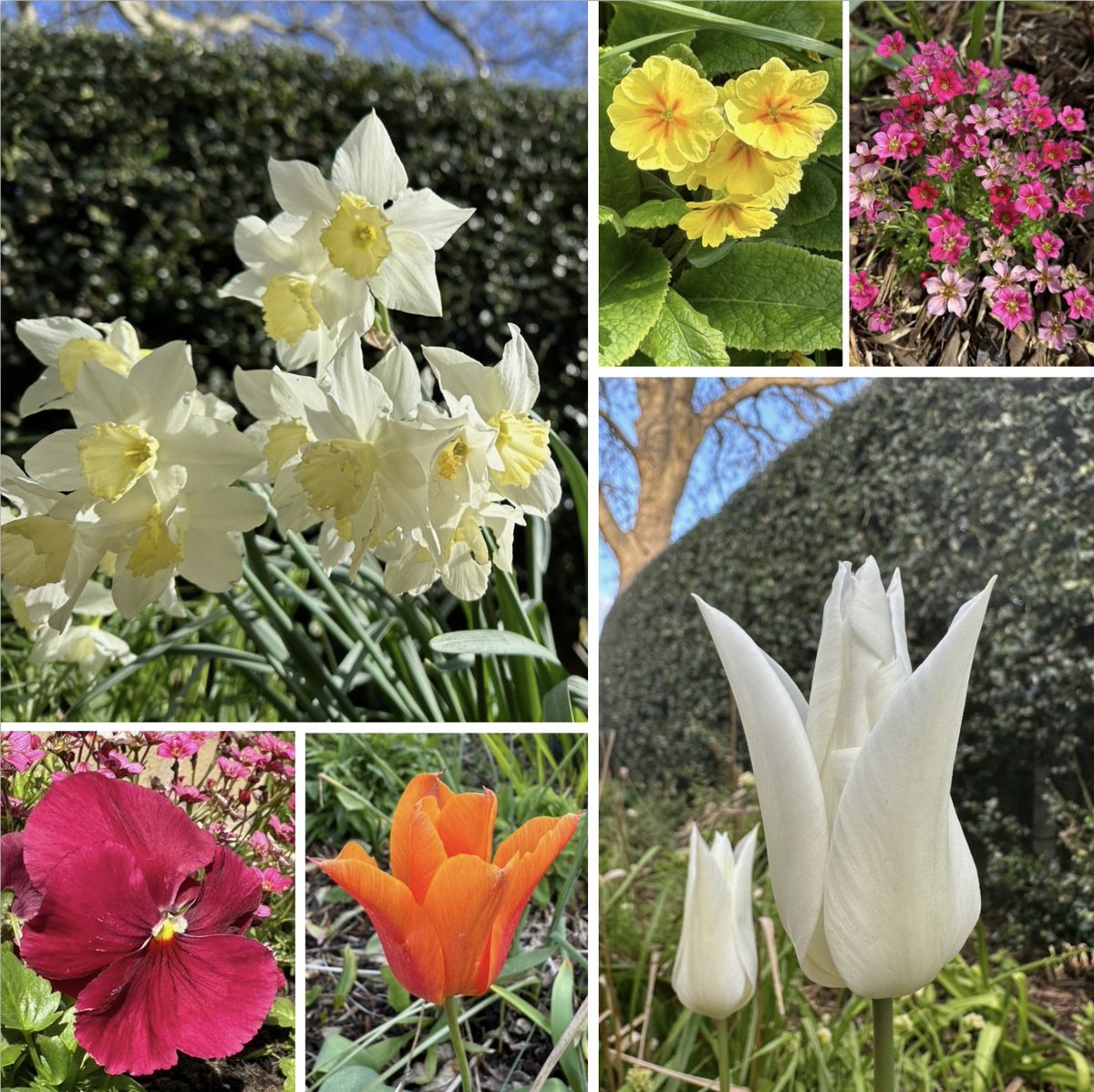 A strange week of frost & warm sunshine, but thankfully very little rain ❄️🌞#SixOnSaturday

Wishing you a lovely weekend 🌿🌺🤍🌼🩷🌷🧡🌿

#SpringFlowers #flowers #gardening