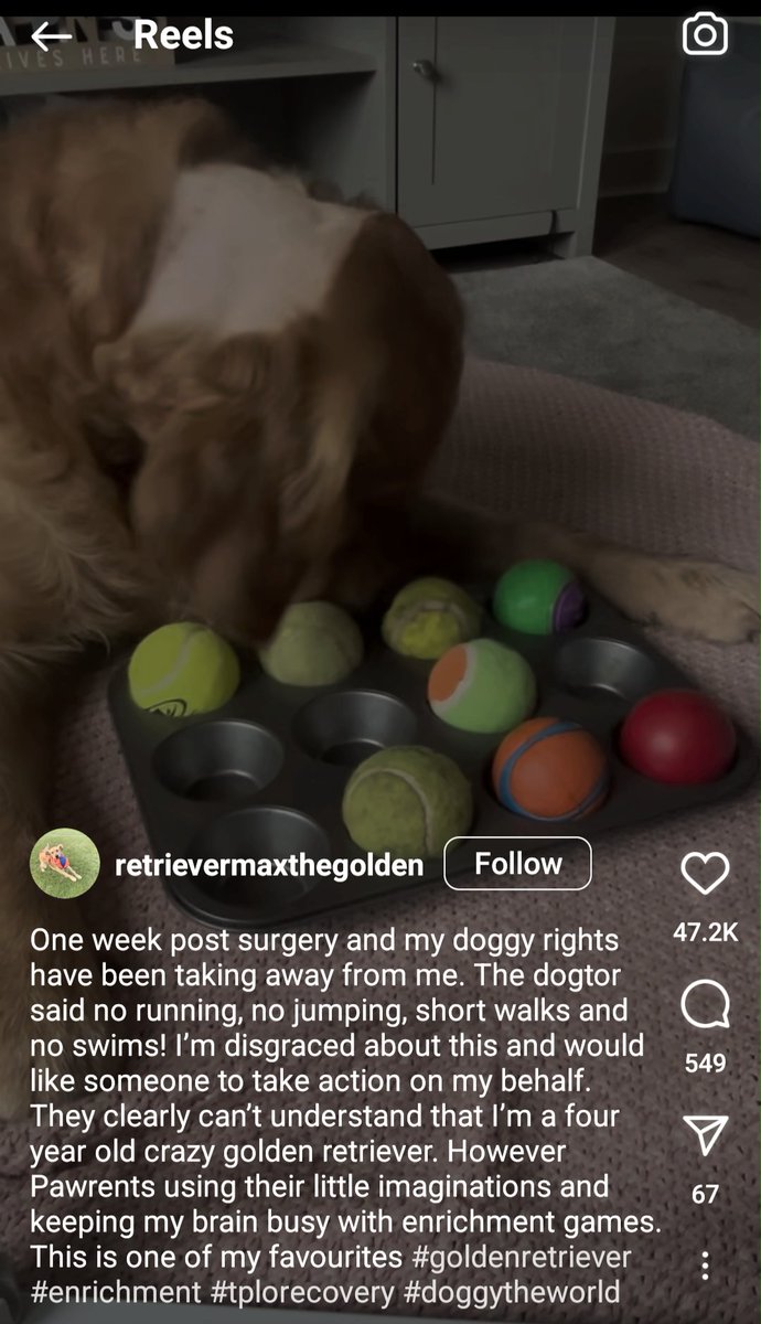 Clever way to entertain a dog/puppy who has been grounded while recovering from a medical issue. In the original video, he's sniffing, licking, & moving the balls around the muffin tin.