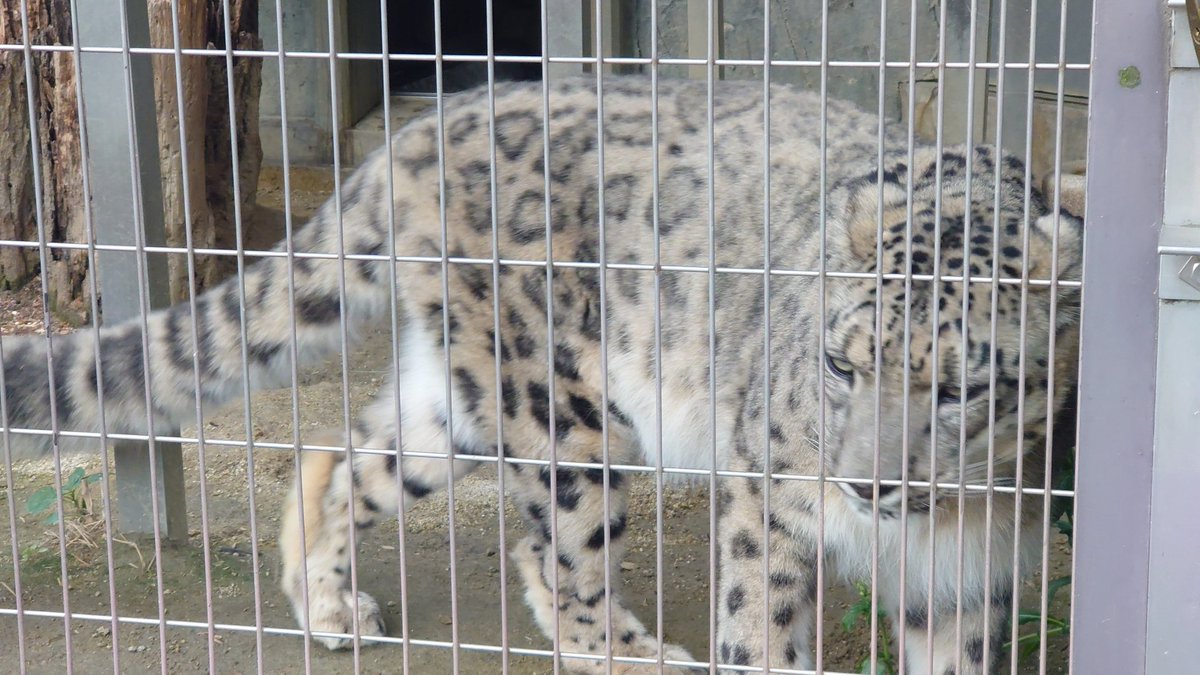 ユキヒョウ…ユキヒョウを見に来た…モフモフ… 