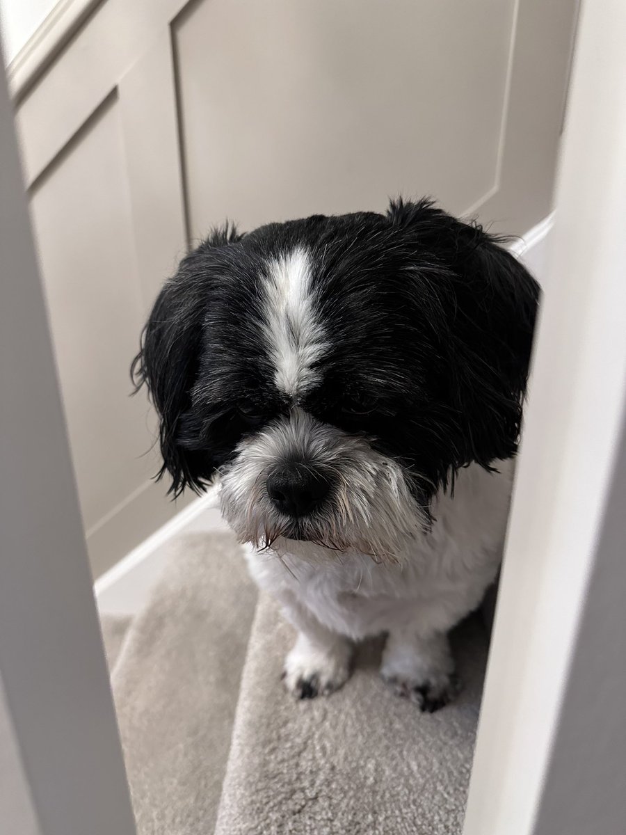 Look at that face. This was Harvey sat on their stairs last night wanting to go to bed 🥰