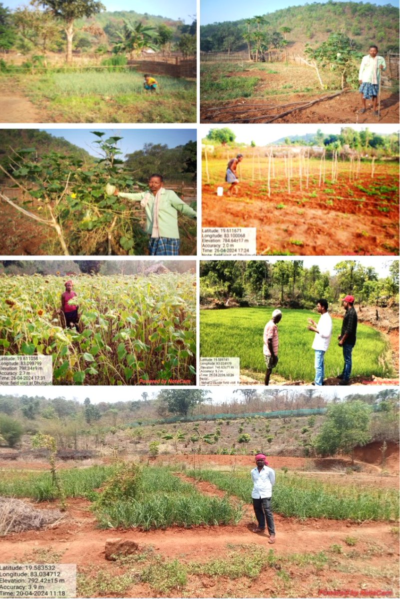 Cultivation being opted by small & marginal farmers under BPKP so as to use ample landscape owned by them utilizing the knowledge gained out of the CB platforms on organic farming following the PoPs. @CdaoKalahandi  @NCONFGZB @ManageHyd @kvkkalahandi @DmKalahandi @krushibibhag