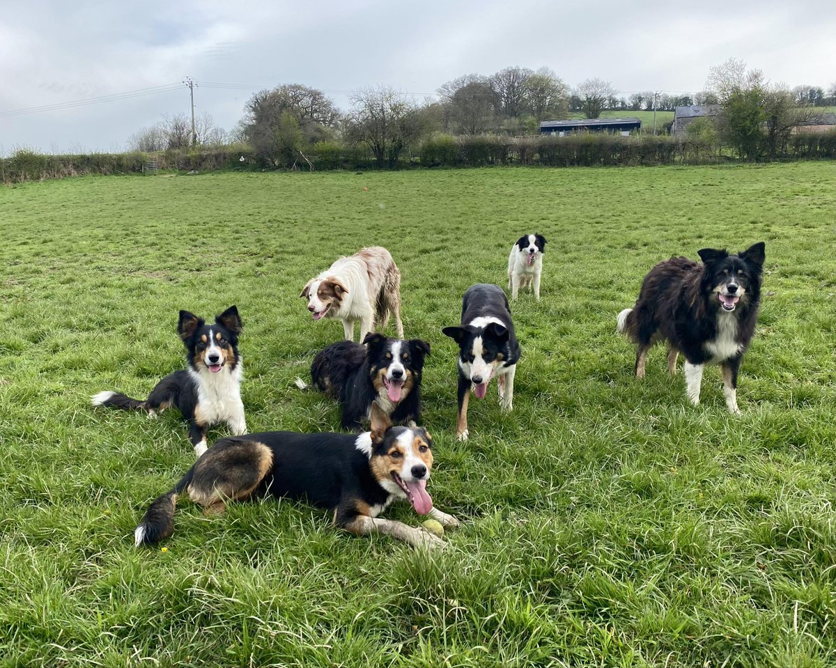 Happy Saturday 😊 From CollieHQ and our beautiful dogs 🐕 ❤️