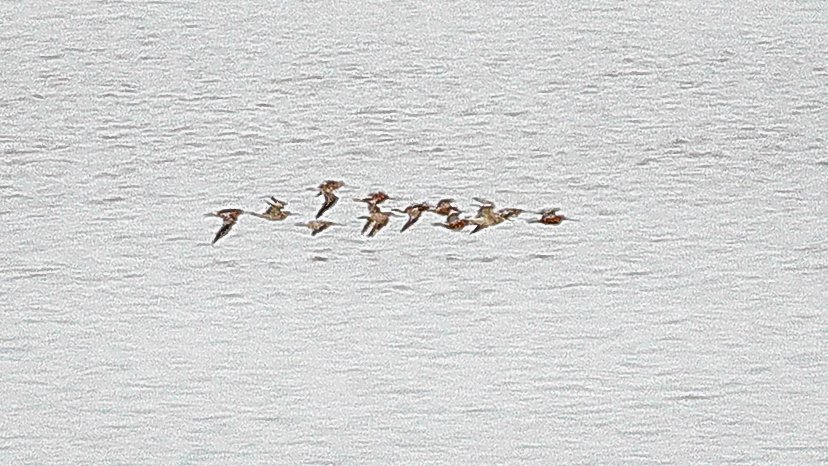 Great to find this presumed arctica Dunlin ssp with @estherumsey18 on the tack piece at Slimbridge yesterday. Cracking bird, textbook arctica and good to be able to compare it directly to schinzii.
Also Arctic Tern, Yellow wag & Barwit.
#glosbirds @GlosBirds @slimbridge_wild