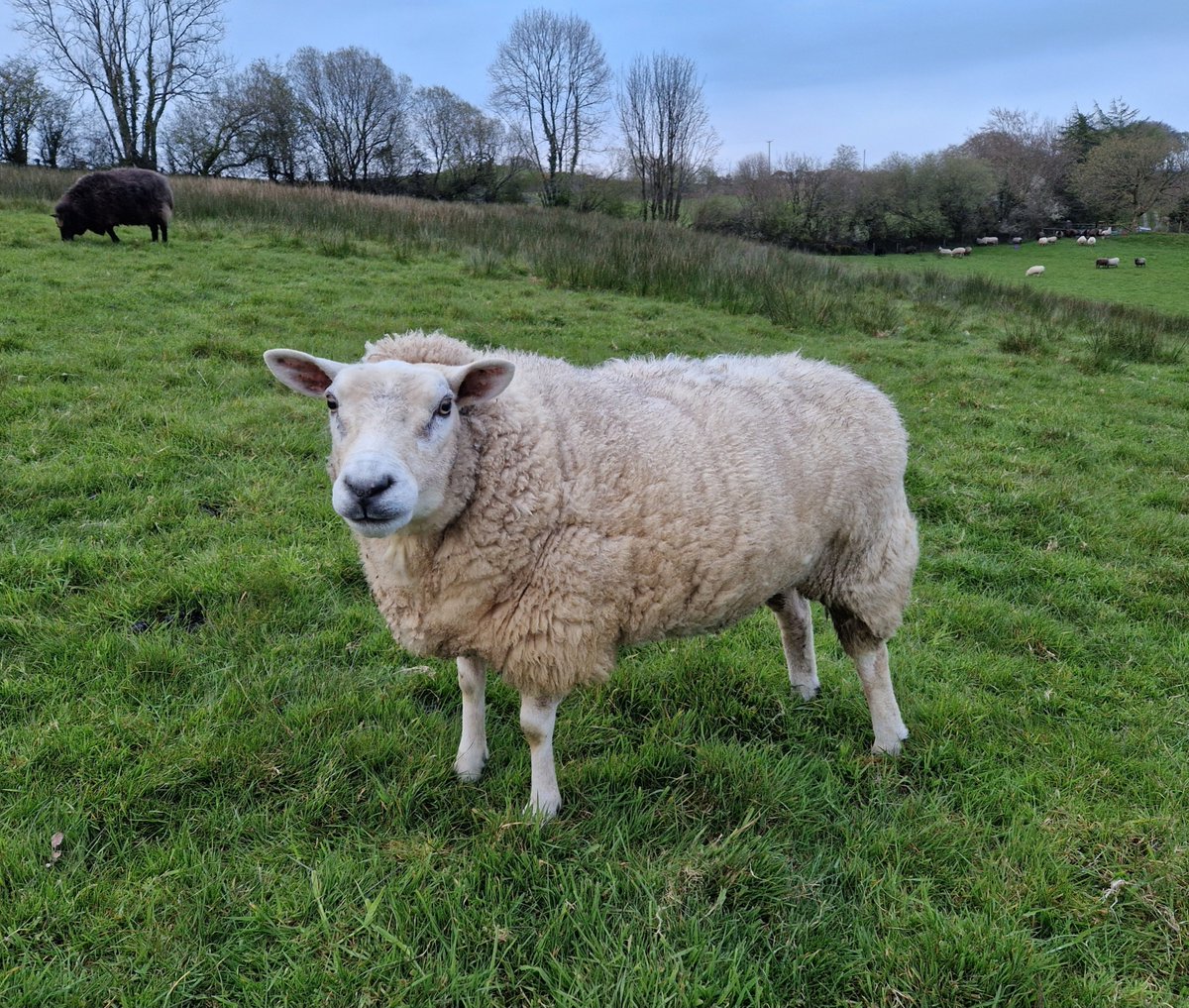 Evening rounds with Alys ❤️

#animalsanctuary #sheep365 #sheep #texelsheep #nonprofit #amazonwishlist #sponsorasheep #AnimalLovers #foreverhome 

woollypatchworksheepsanctuary.uk