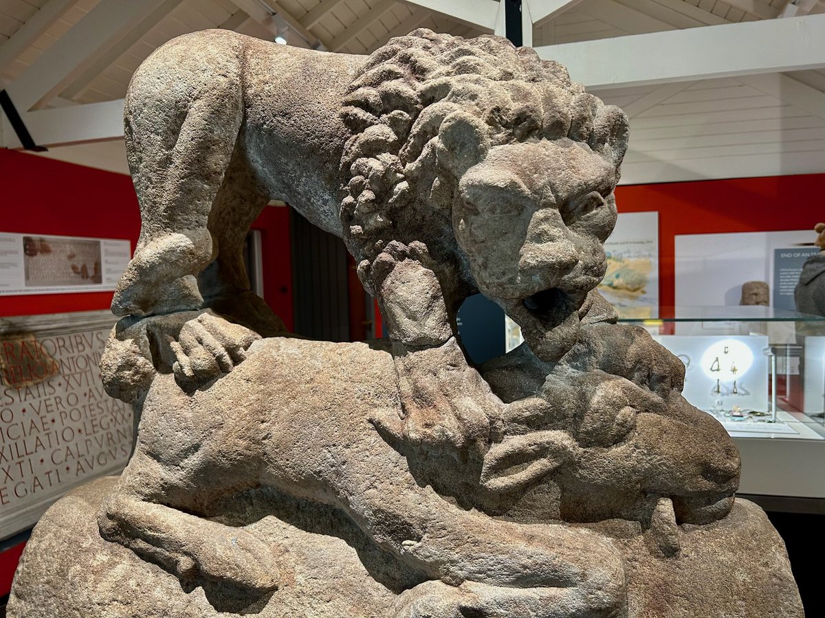 The ‘Corbridge Lion’ from Corbridge Roman Town, near Hadrian’s Wall in Northumberland. Originally made to decorate the top of a mausoleum, the sculpture was later re-cycled and used as a spout for a large fountain. On display in the site museum. #RomanSiteSaturday 📸 My own.