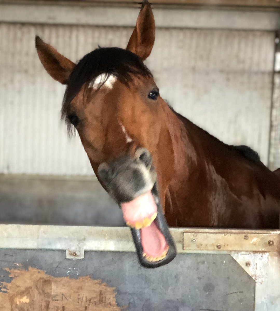 The Autumn Sun will be grinning from ear to ear following his progeny taking out the trifecta in the @sportsbetcomau Australian Oaks. Well done to all connections! 📸#theautumnsun