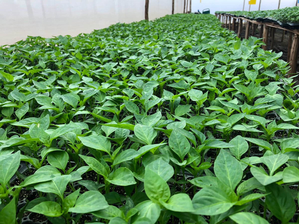 ✓ courgettes seedlings retailing at ksh 15

✓ lettuce seedlings retailing at ksh 3 

✓cabbage seedlings retailing at ksh 2

☎️0724471075 @kalebndolo
