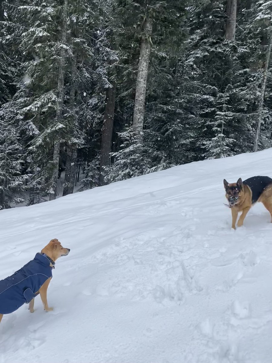 @GovWhitmer “Snowni” Oni enjoying a snow day and meeting a new doggy friend.