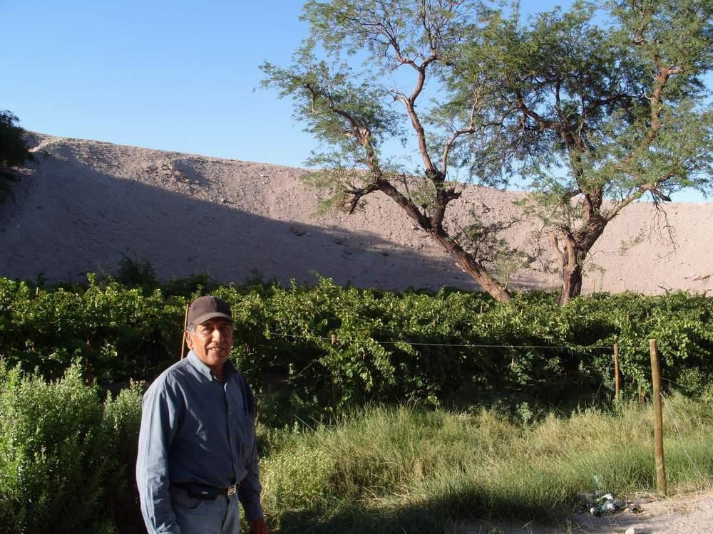 This is what we called a #DeserticWine!! Grapes in the middle of #AtacamaDesert now are being vinified! We did the diagnosis of the project and we are very proud! #WineConsulting #VinoDeToconao was done for SQM #sustentabilidad #SharedValue