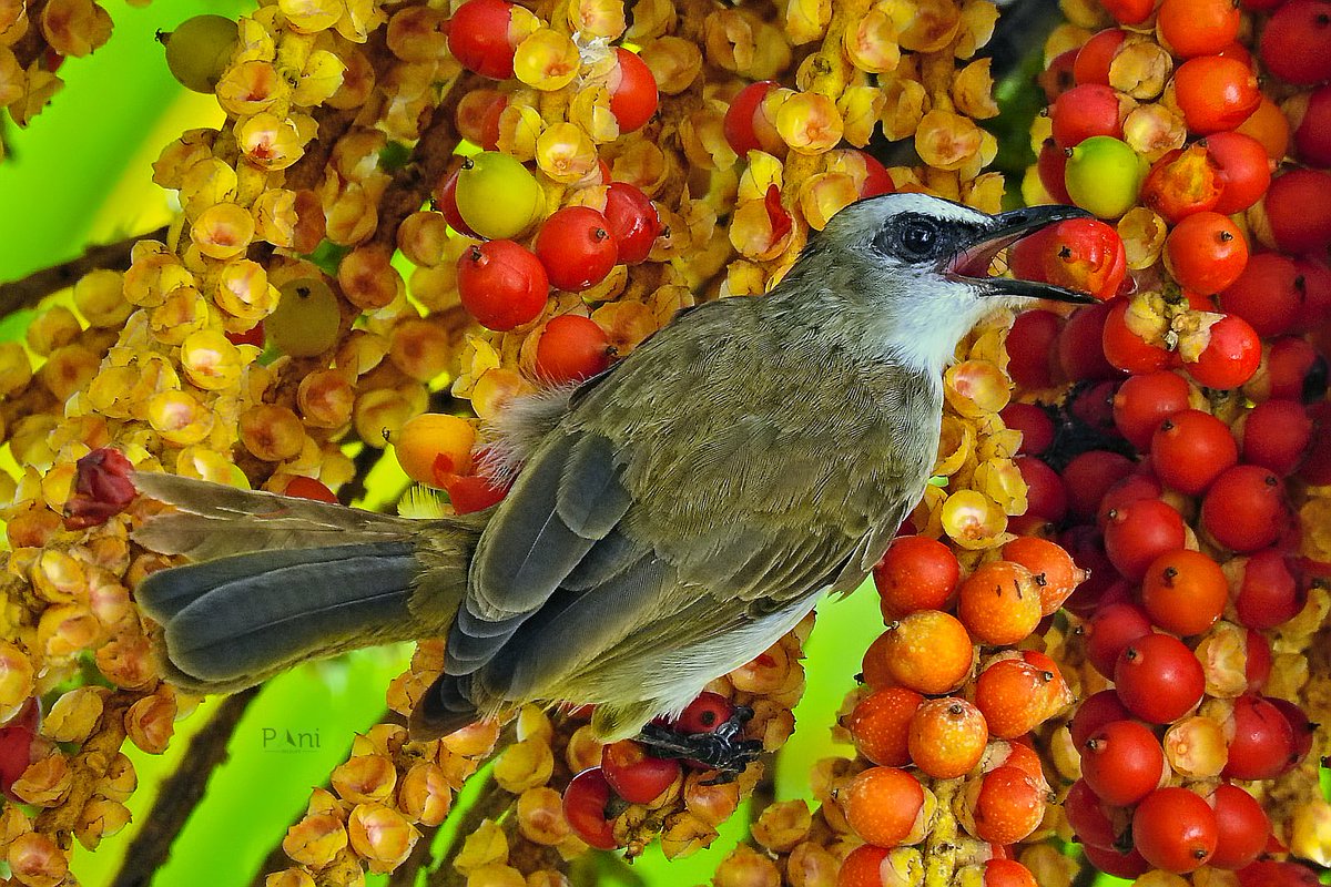 Yellow Vented Bulbul

Builds well-camouflaged but fragile nests in trees, bushes, or even gardens. Typically lays 2-5 eggs between February and June.

@IndiAves  @Avibase

#yellowventedbulbul #bulbul #birdphotography #birdsofsoutheastasia #naturephotography #amazingbirds