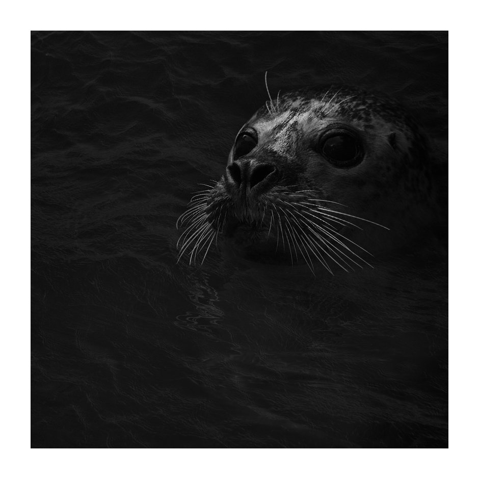 ARCTIC SILENCE 4 #arctic #silence #seal #wildlife #patrickemsphotography #fineartphotography #noaiart